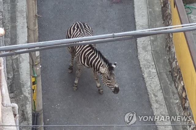 서울 광진구 어린이대공원을 탈출해 무사히 돌아온 얼룩말 