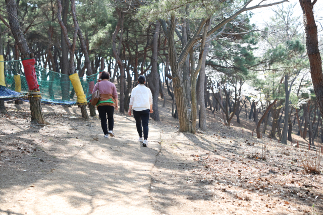 삼성현역사문화공원의 유아 숲 체험원 주변 소나무길을 따라 산책을 하는 시민들 모습.