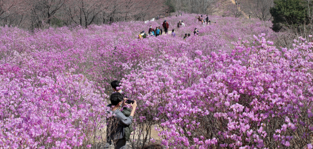 대구 서구 와룡산의 진달래 군락