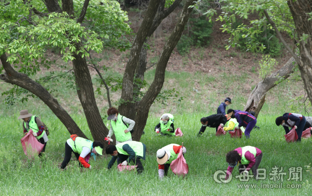 24일 오전 대구 달성군 달성습지에서 시민구조봉사단, 남구 환경감시단 등 민간단체 회원과 달성습지관리소 직원 등 70여명이 습지 일대에 광범위하게 퍼져있는 생태계교란 생물 가시박을 제거하고 있다. 안성완 기자 asw0727@imaeil.com