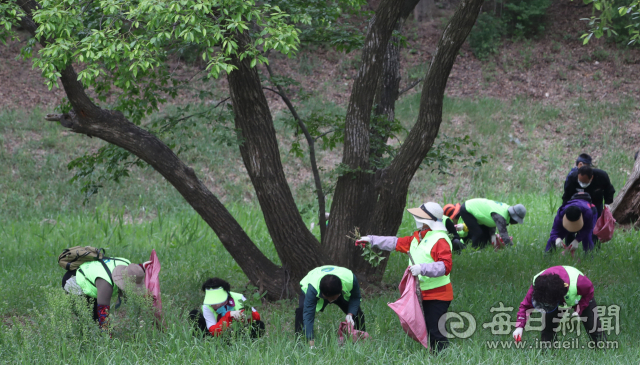 24일 오전 대구 달성군 달성습지에서 시민구조봉사단, 남구 환경감시단 등 민간단체 회원과 달성습지관리소 직원 등 70여명이 습지 일대에 광범위하게 퍼져있는 생태계교란 생물 가시박을 제거하고 있다. 안성완 기자 asw0727@imaeil.com