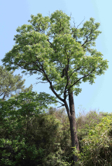 대구 달성군 가창면 오리의 군보호수 참죽나무.