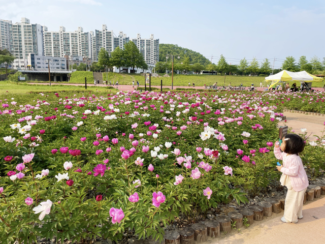 안동시가 태화동 어가골 강변 일원에 조성한 낙동가람 초화단지에 작약 꽃이 활짝 펴 시민들의 발길이 이어지고 있다. 안동시 제공