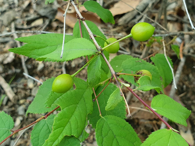 이스라지(산앵두)