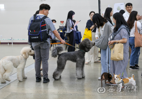 대구시 '동물인수제' 시기상조였나…대다수 입양 못 되고 안락사