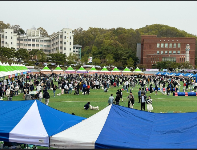 꼬똥 종친회에는 꼬똥 550여마리, 반려인 1200여명, 관계자 250여명이 모였다.