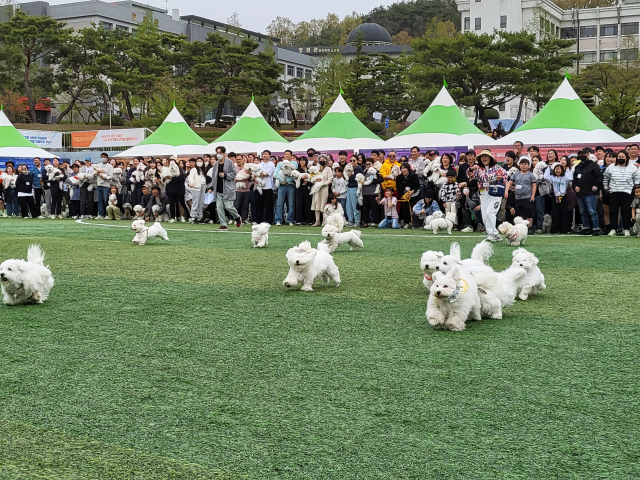 꼬똥 달리기 대회가 시작됐다. 