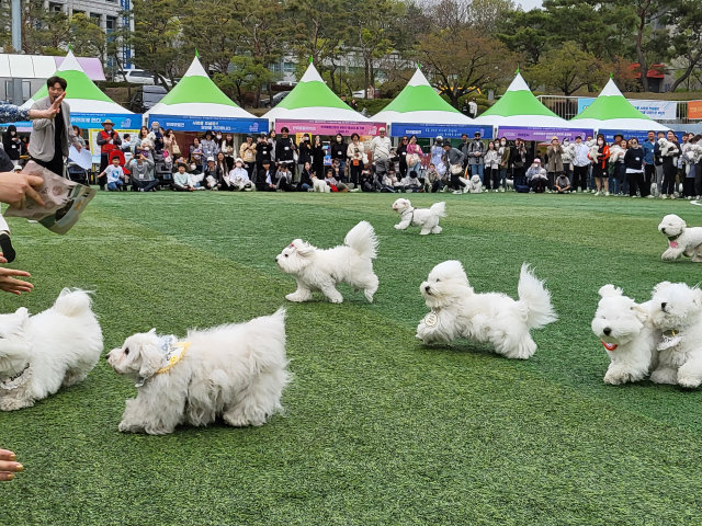 꼬똥 달리기 대회가 시작됐다. 