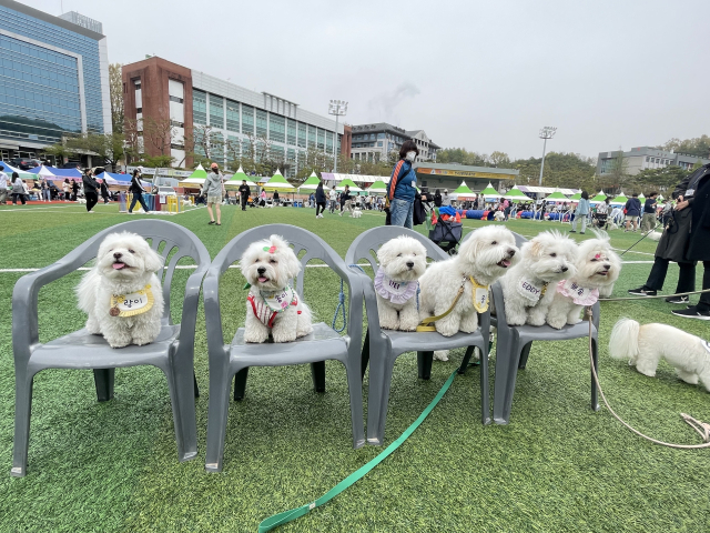 꼬똥 종친회에서 꼬똥들이 친목 도모를 하고 있다. 