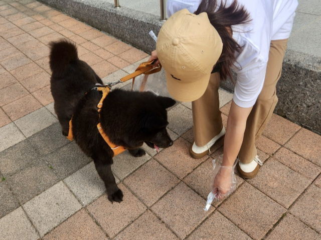 반려견 달곰이와 함께 펫 줍깅에 나선 이연정 기자가 쓰레기를 줍고 있다.