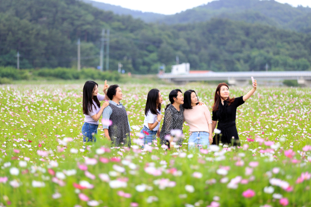 평해 남대천 생태하천에 코스모스가 활짝 펴 주민들과 관광객들의 발길을 사로잡고 있다. 울진군 제공