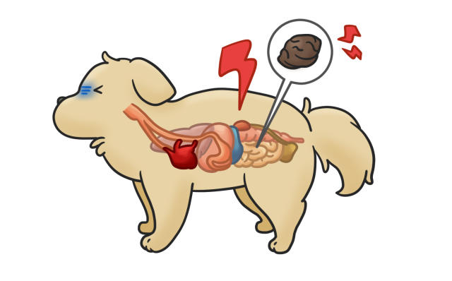 체중이 3kg 미만의 초소형견에게는 자두나 살구씨 정도도 위험하다.