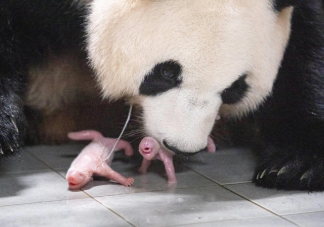 출산 직후 엄마 아이바오와 쌍둥이 아기 판다. 에버랜드 제공