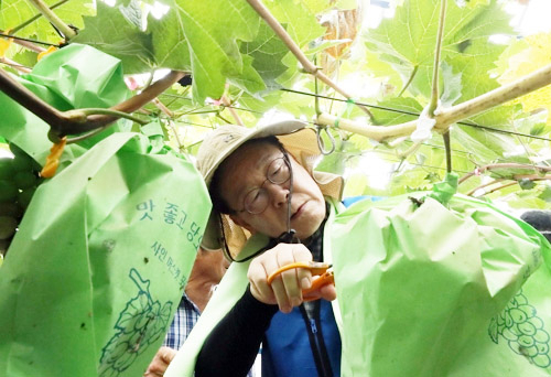 더불어민주당 이재명 대표가 25일 오전 충남 부여군 부여읍 정동리 일대 포도 농가에서 수해복구 봉사활동을 하고 있다. 연합뉴스