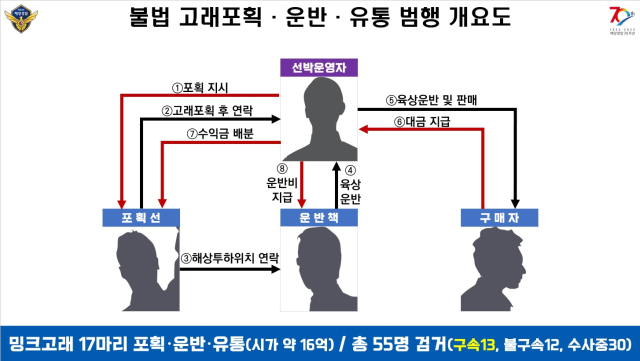 불법 고래 포획·운반·유통 범행 개요도. 포항해양경찰서 제공.