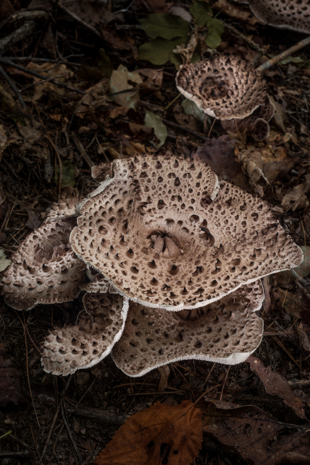 경북 영양군 수비면에서 자란 능이버섯의 모습. 능이버섯은 까다로운 생육조건으로 재배가 어려운 청정 자연을 갖춘 곳에서만 자생한다. 영양군 제공