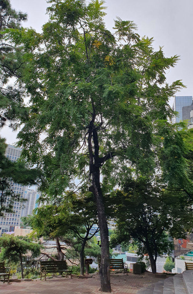 대구 중구 동산동 대구제일교회 앞마당에 있는 흑호두나무.동산병원을 오가던 미국 선교사들이 가져와서 향수를 달래기 위해 심지 않았겠나하고 추측하고 있다.