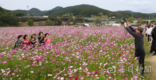 8일 코스모스 물결을 이룬 대구 금호강 하중도가 가을을 만끽하려는 나들이 인파들로 북적이고 있다. 우태욱 기자 woo@imaeil.com