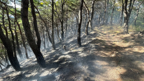 영덕 송이산에서 산불…1시간 만에 주불 진화