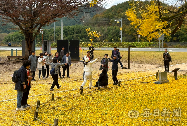 6일 대구 달성군 도동서원 은행나무 주변에서 시민들이 깊어가는 가을 정취를 만끽하고 있다. 7일 찬 바람이 불며 기온이 급격히 떨어져 대구 낮 최고 기온이 15℃에 머물 전망이다. 우태욱 기자 woo@imaeil.com