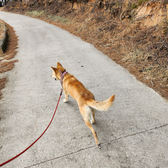 짧은 줄에 묶여 지내던 진순이가 첫 산책에 나섰다. 시골에 방치된 아무 품종의 강아지들을 무료로 산책시켜주는 봉사활동이 점차 입소문을 타고 있다.