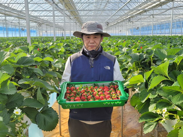단단한 과육과 높은 당도를 자랑하는 울진 딸기가 출하된다. 이상원 기자