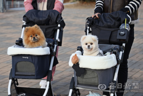 한국에선 유모차보다 개모차가 잘 팔린대…해외에서도 관심