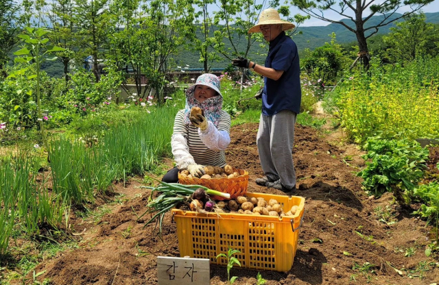 문재인 전 대통령(오른쪽)과 김정숙 여사 부부가 밭에서 감자를 캐는 모습. 문재인 전 대통령 페이스북