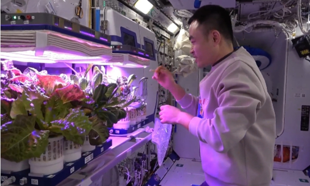 우주서 채소 재배하는 중국 우주비행사[CCTV 화면 캡처]