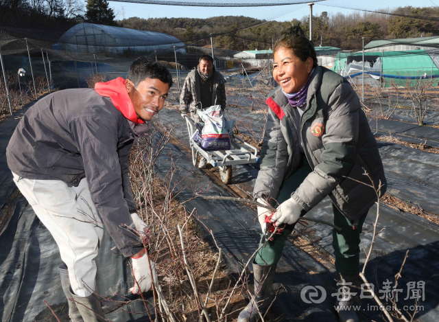 25일 오후 대구 달성군 하빈면 아름농장 블루베리밭에서 캄보디아 계절근로자 리(38·왼쪽)·노라(41)씨 부부가 가지치기 작업을 하고 있다. 정운철 기자 woon@imaeil.com