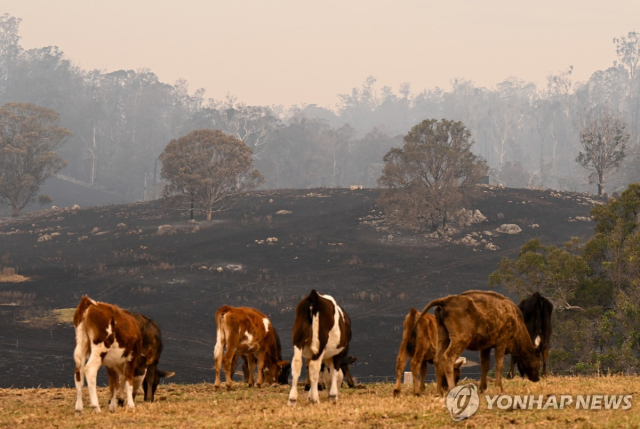 호주 농장의 소 떼[EPA 연합뉴스 자료사진]