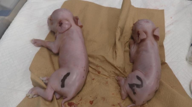 일본에서 태어난 유전자 조작 돼지[포르메드텍 유튜브 계정 캡처]