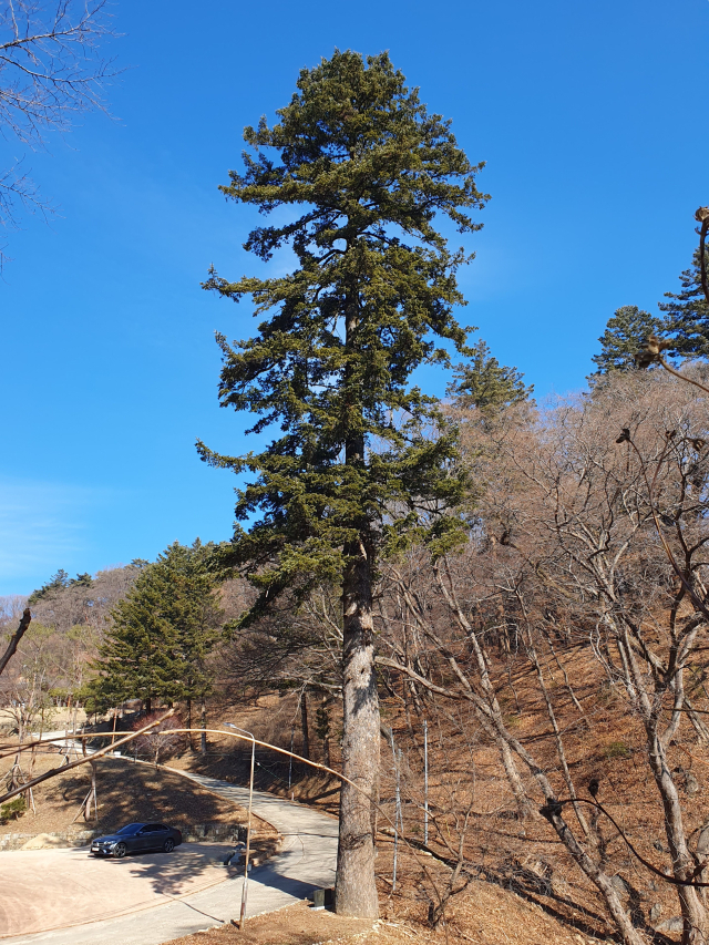 경북 예천군 명봉사(鳴鳳寺) 입구에 있는 예천군 보호수 전나무는 키가 무려 33.5m, 가슴높이 둘레 4.3m에 이르고 수령은 약 300년이다.