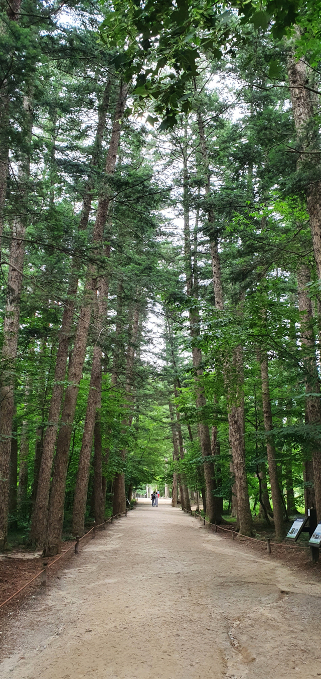 전북 부안군 내소사 전나무 길은 강원도 오대산 전나무 숲길과 경기도 국립수목원 전나무 숲과 더불어 국내 3대 전나무 숲길로 손꼽히는 명소다.