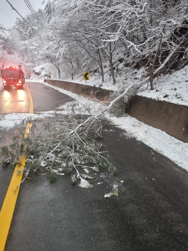 22일 오후 4시 30분쯤 청송군 주왕산면 주산지리 2차선 도로에 나무가 쓰러져 도로 일부가 막힌 모습. 독자제공