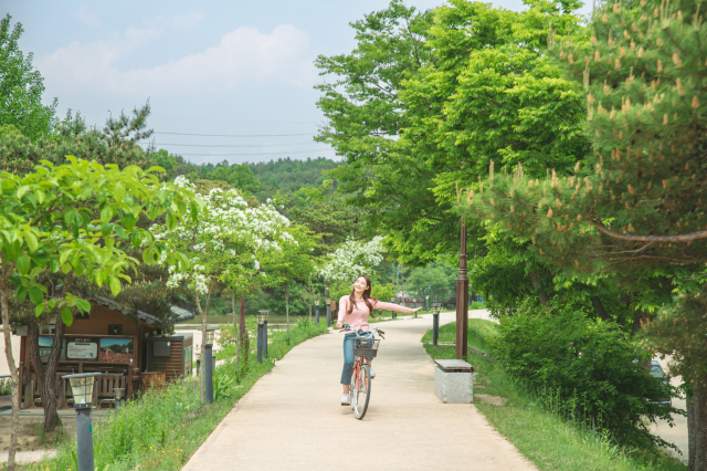 영주 무섬마을을 방문한 여행객이 자전거를 타고 마을 구석구석을 돌아보고 있다. 영주시 제공