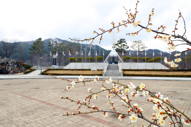 매화. 울진군 제공