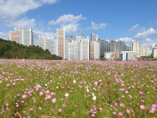 경북형 양육친화형 공공임대주택 건립 예정 부지(예천군 호명읍 산합리). 이곳은 현재 도시미관과 관광 등을 목적으로 코스모스 경관단지로 조성돼 있다. 매일신문DB.