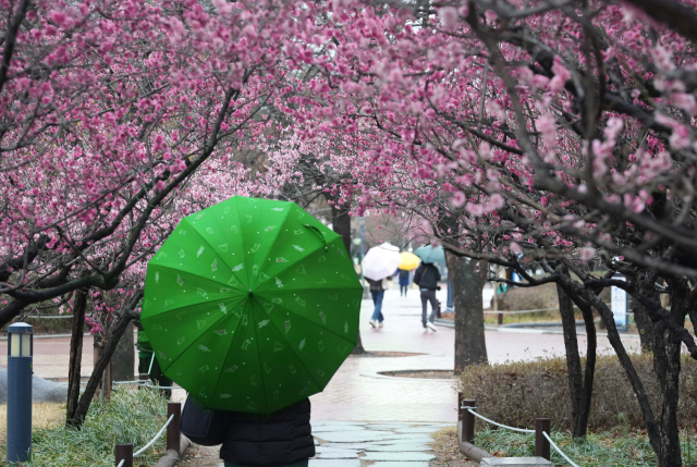 대구 국채보상운동기념공원에 만개한 홍매화 아래로 우산을 쓴 시민이 산책을 하고 있다. 매일신문 DB.