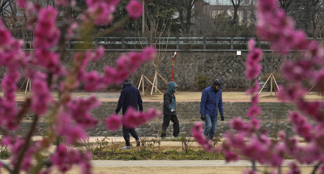 대구 최저기온이 4.5℃까지 내려가며 꽃샘추위가 찾아온 지난 7일 대구 남구 신천둔치에 겨울 패딩을 입은 한 시민이 만개한 홍매화 사이를 지나고 있다. 대구기상청은 비가 그치고 찬바람이 불면서 주말까지 영하권 추위가 이어질 것 으로 예상했다. 매일신문DB