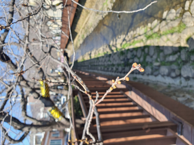 11일 경남 창원시 진해구 여좌천 벚꽃나무 개화 상태. [사진=창원시]