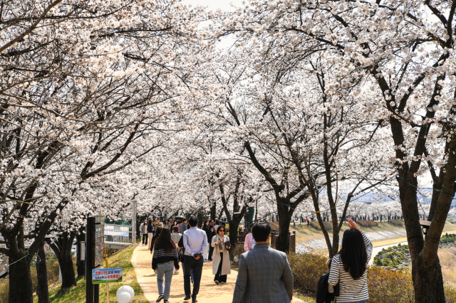 오는 4월 7일 소백산마라톤대회가 열리는 서천둔치를 따라 벚꽃이 만개한다. 영주시 제공