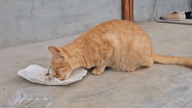 길고양이가 먹이를 먹고 있는 모습. 기사내용과 관련없음