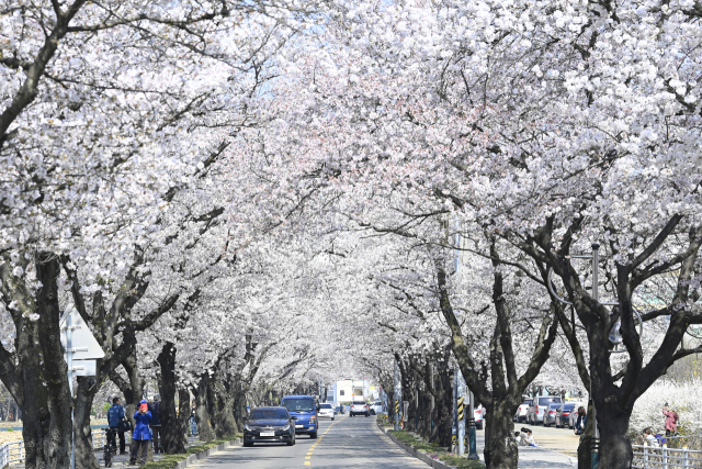 지난해 벚꽃축제 당시 대구 달성군 옥포읍 기세리 벚꽃길 모습. 달성군 제공.