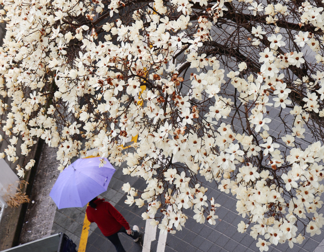 지난 12일 오후 부산 남구 한 골목길에 활짝 핀 목련 꽃 아래로 우산을 쓴 시민이 지나고 있다. 연합뉴스