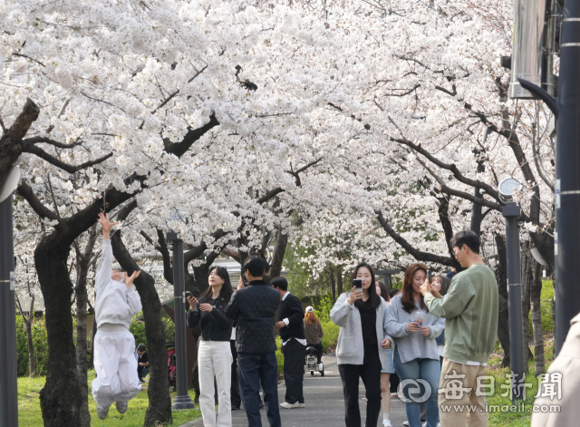30일 대구 벚꽃 명소인 산격동 꽃보라동산에 절정을 이룬 벚꽃을 보러 온 시민들의 발길이 이어지고 있다. 안성완 기자 asw0727@imaeil.com