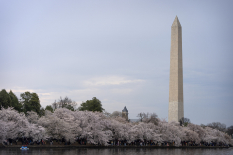 미국 워싱턴DC의 워싱턴 기념탑 앞 주변에 벚꽃이 만개해 있다. AP· 연합뉴스