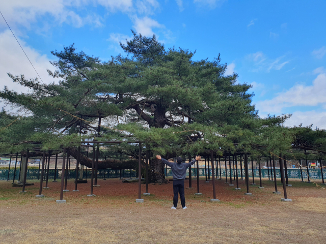 한 관람객이 팔을 벌리고 보호책 안에 있는 석송령을 가까이서 감상하고 있는 모습. 예천군 제공