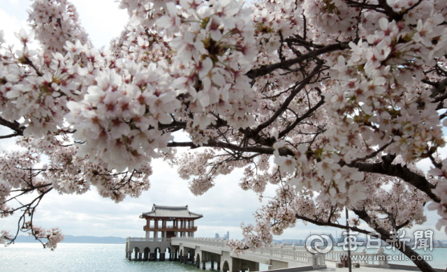 포항의 대표적 관광명소인 영일대해수욕장 해상누각 주위로 연분홍색 벚꽃이 피어 있다. 포항시 제공