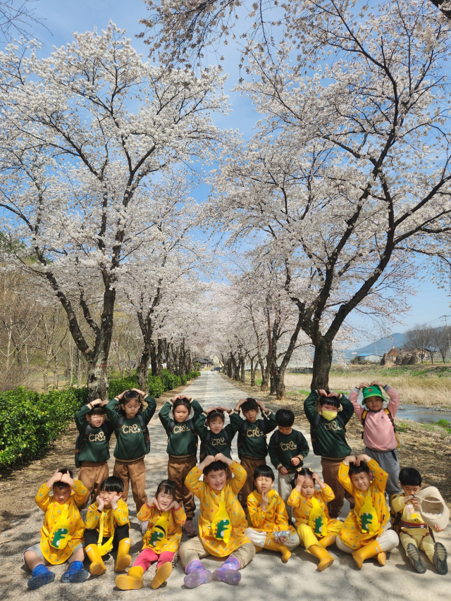 청송 둑길 벚꽃길에 앉은 청송 아이들이 머리 위로 